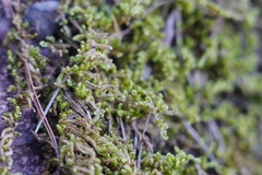 Selaginella nipponica