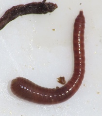 Oligochaeta