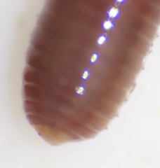 Oligochaeta