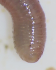Oligochaeta