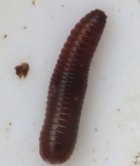 Oligochaeta