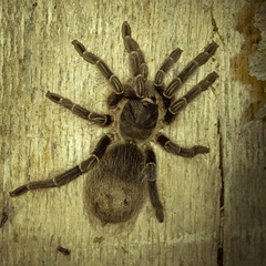 Grammostola