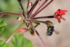 Pseudoanthidium repetitum