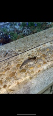 Limax maximus