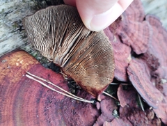 Daedaleopsis tricolor