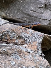 Ninurta coeruleopunctatus