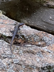 Ninurta coeruleopunctatus
