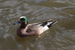Mareca americana