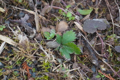 Potentilla canadensis