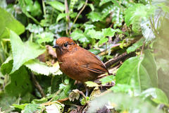 Grallaria alvarezi