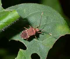 Cletomorpha benita