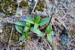 Hedyotis caudatifolia