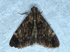 Mimaglossa nauplialis