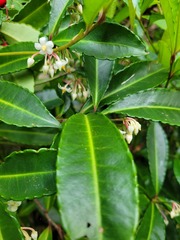 Ardisia crenata