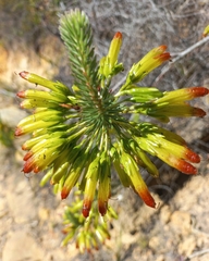Erica thomae