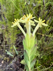Gnidia oppositifolia
