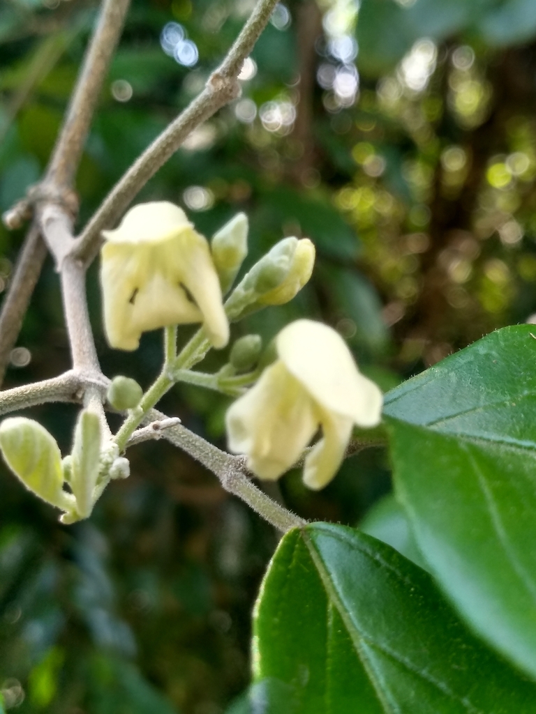 Tynanthus cognatus