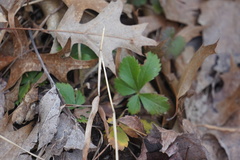 Potentilla canadensis