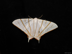 Ourapteryx podaliriata