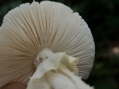 Amanita kotohiraensis