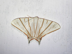 Ourapteryx podaliriata