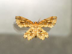 Fritillerinnys clathraria