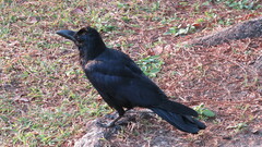 Corvus macrorhynchos levaillantii