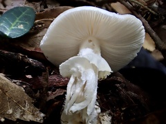 Amanita kotohiraensis