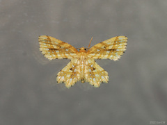 Fritillerinnys clathraria