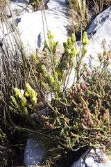 Cyclopia genistoides