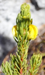 Cyclopia genistoides