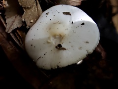 Amanita kotohiraensis