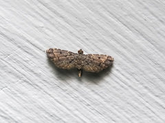 Sufetula