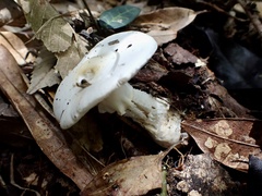 Amanita kotohiraensis