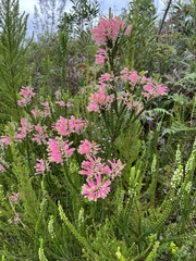 Erica densifolia