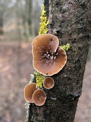 Schizophyllum amplum