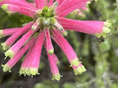 Erica densifolia