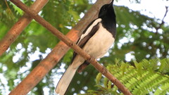 Copsychus saularis saularis