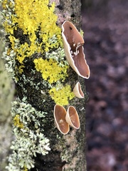 Schizophyllum amplum