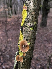 Schizophyllum amplum