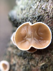Schizophyllum amplum