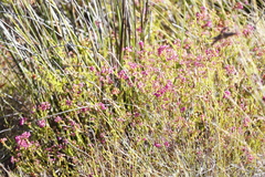 Erica multumbellifera
