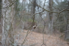 Callirhytis quercuscornigera