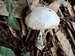 Amanita kotohiraensis