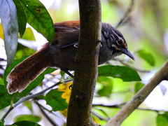 Pheugopedius mystacalis