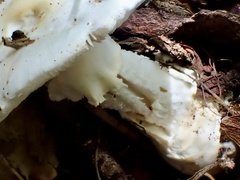 Amanita kotohiraensis