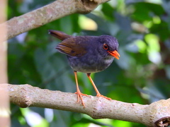 Catharus aurantiirostris