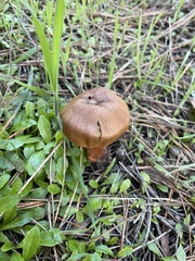 Cortinarius thiersii