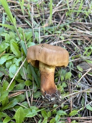 Cortinarius thiersii