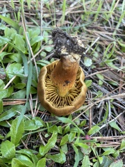 Cortinarius thiersii